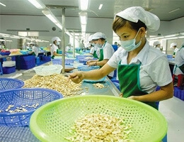 Xuất khẩu hạt điều đang chịu sức ép từ việc bán hàng của Việt Nam